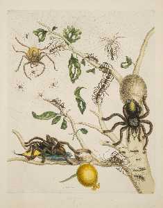 Maria Sybilla Merian - Plaque 18 de Dissertation dans les générations d'insectes et de métamorphose dans le Surinam